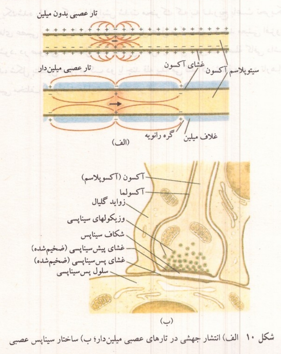 انتشار جهشی و ساختار سیناپس
