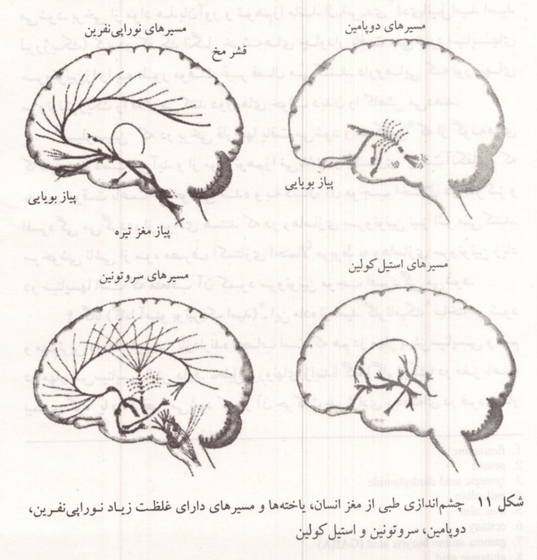 مسیرهای دوپامین، نوراپی نفرین، استیل کولین و سروتونین در مغز انسان