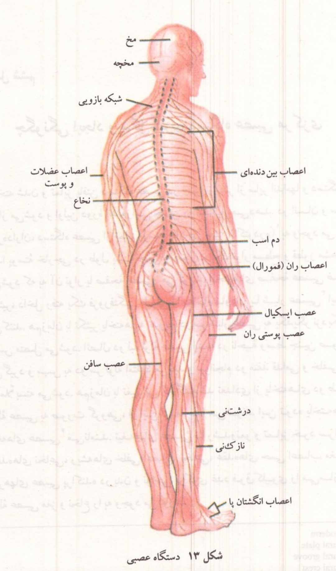 نمای کلی دستگاه عصبی انسان از پشت