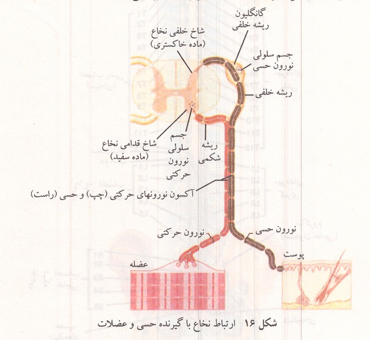 ارتباط نخاع با گیرنده حسی و عضلات