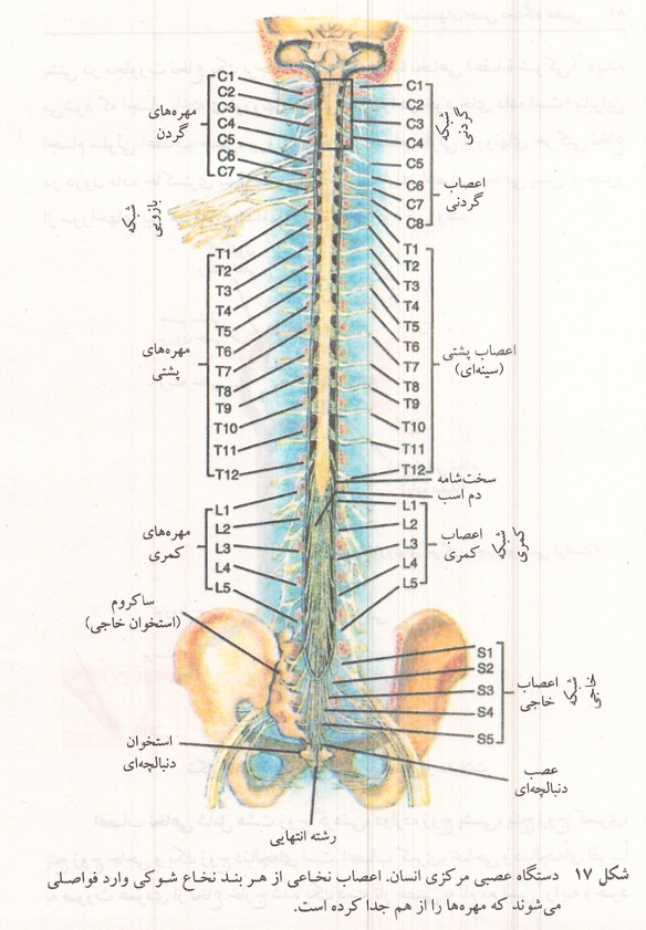 دستگاه عصبی مرکزی انسان و اعصاب نخاعی