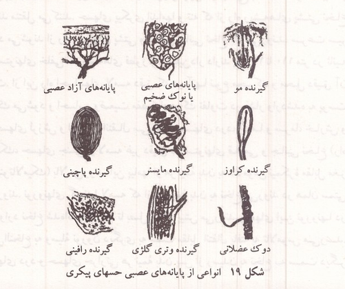 انواعی از پایانه های عصبی حسهای پیکری