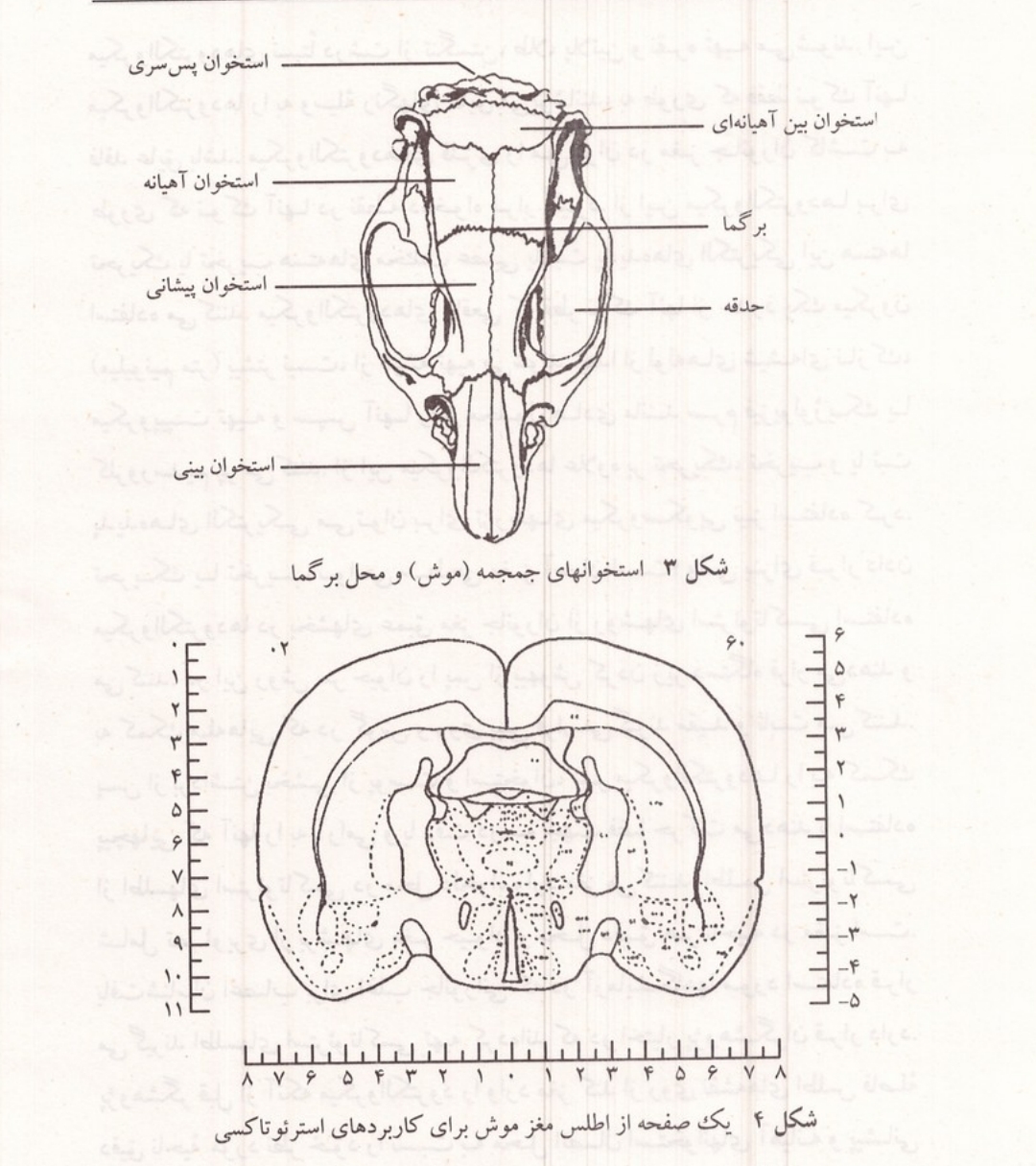 عکس استخوان جمجمه موش و اطلس مغز