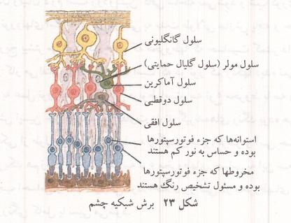 برش شبکیه چشم