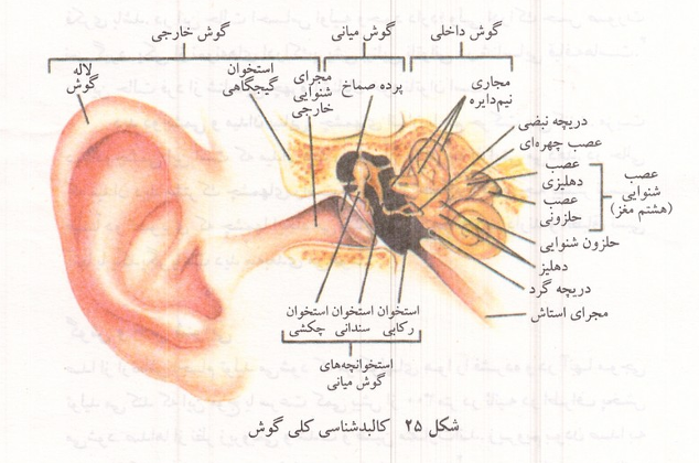 کالبدشناسی کلی گوش