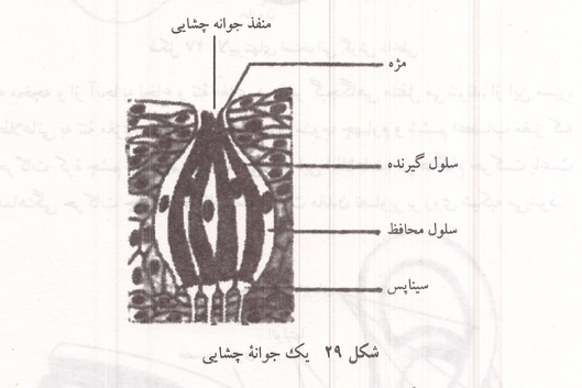یک جوانه چشایی