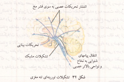 تشکیلات تورینه ای تنه مغزی
