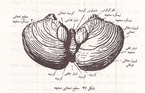 سطح تحتانی مخچه