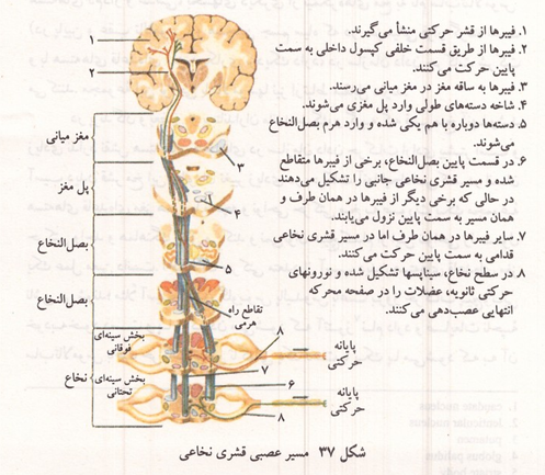 مسیر عصبی قشری نخاعی