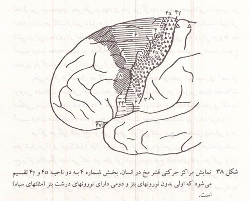 نمایش مراکز حرکتی قشر مخ در انسان