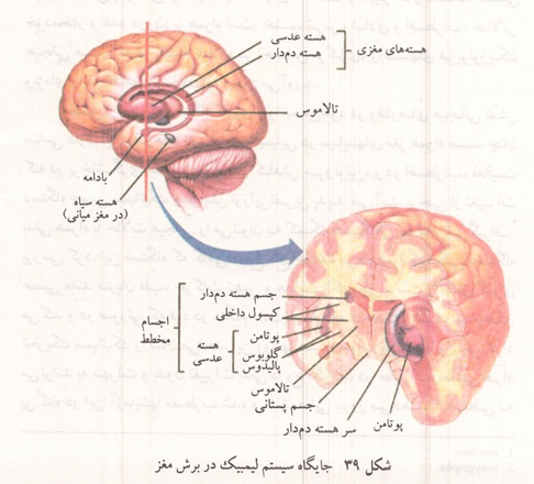 جایگاه سیستم لیمبیک در برش مغز