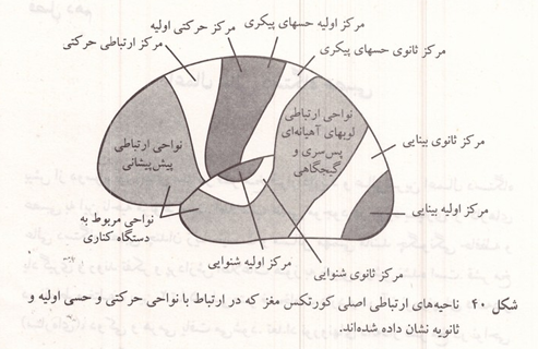 ناحیه های ارتباطی اصلی کورتکس مغز