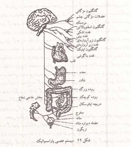 سیستم عصبی پاراسمپاتیک