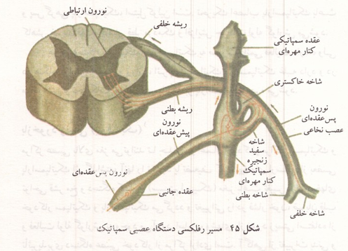مسیر رفلکسی دستگاه عصبی سمپاتیک