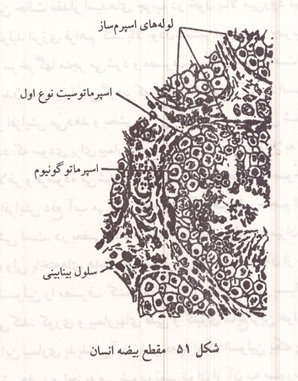 مقطع بیضه انسان