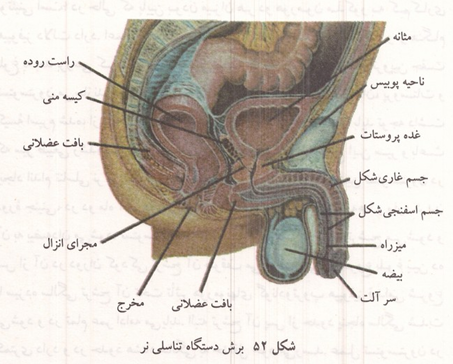 برش دستگاه تناسلی مرد