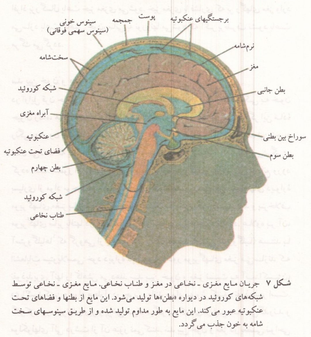 جریان مایع مغزی نخاعی در مغز و طناب نخاعی