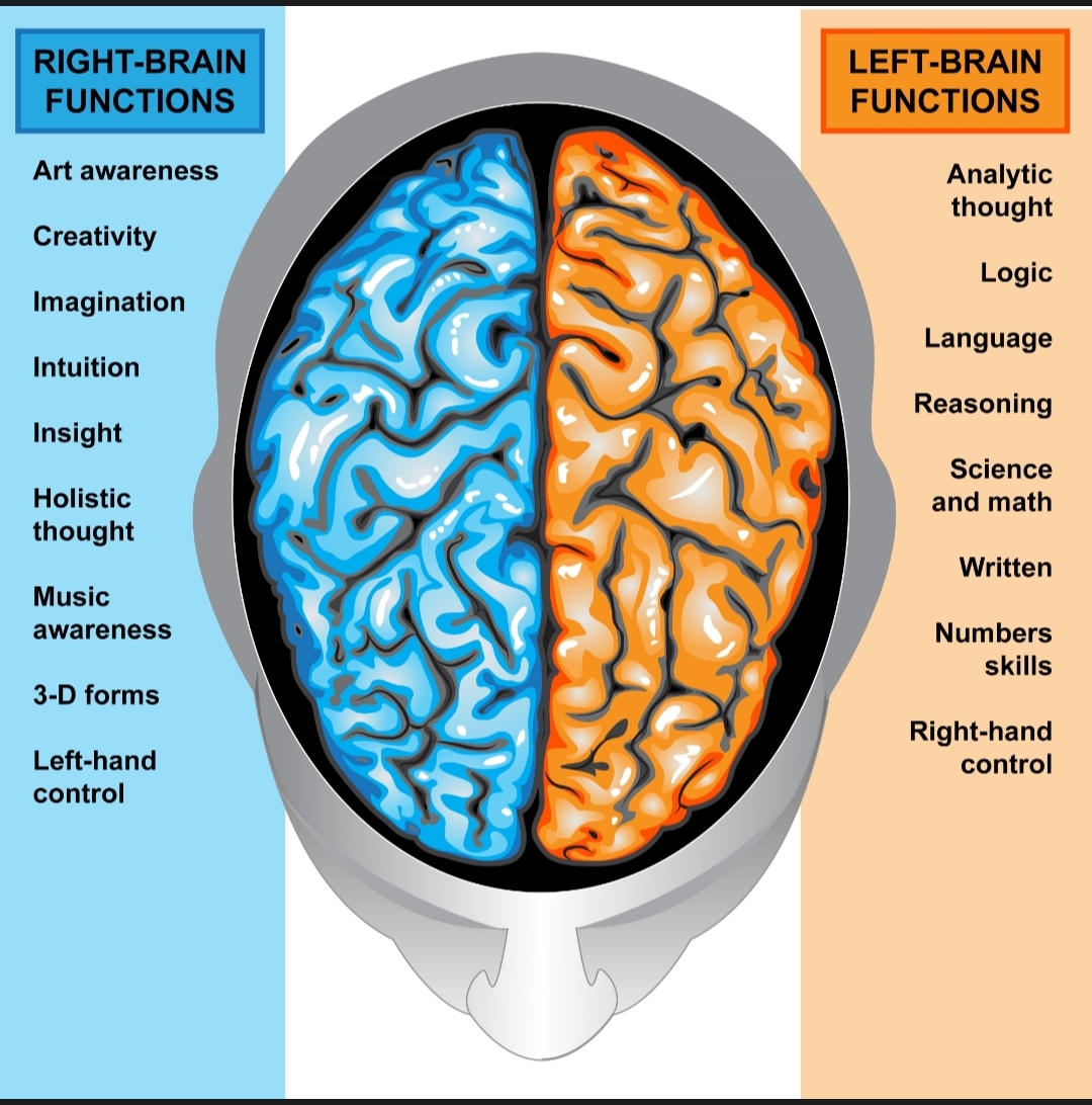 تفاوت عملکرد نیمکره چپ و راست مغز