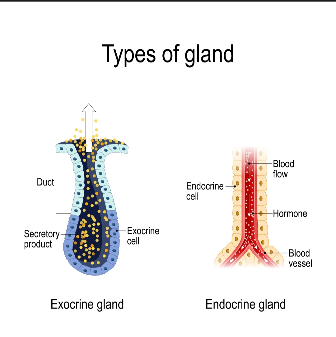 تفاوت غدد درون‌ریز و برون‌ریز
